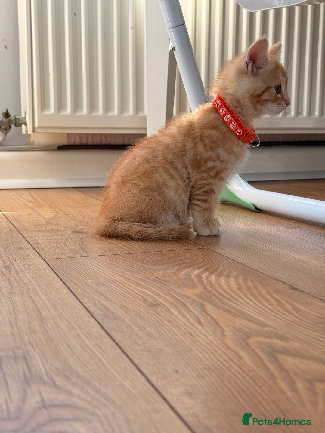 Maine Coon cats for sale: 🐾 Maine Coon Kittens X needing forever home 🐾 - Image 32