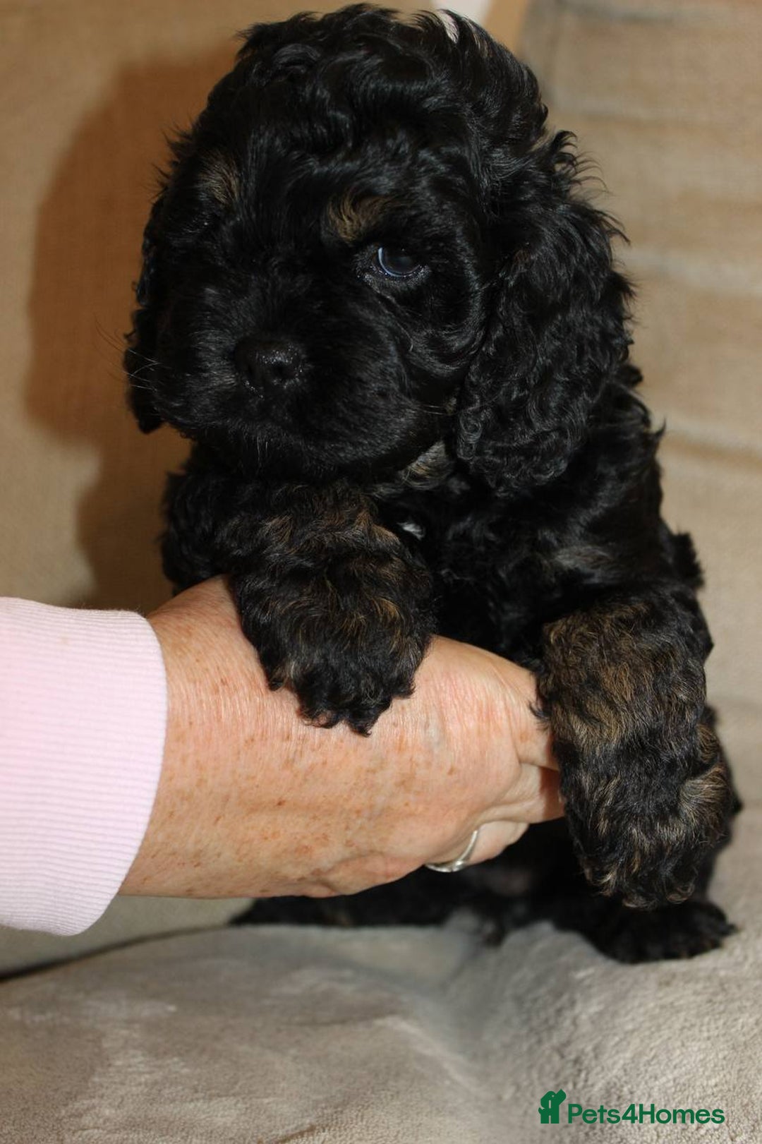 Cockapoo dogs for sale: Unique F1 Cockapoo Puppies - Advert 11