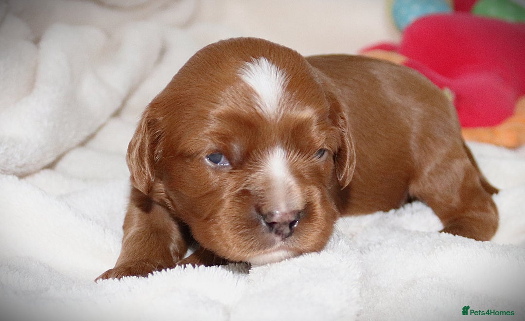 Cavapoo dogs for sale: 🌟Rare F1b Reverse Cavapoo(3/4 Cavalier1/4 Poodle) - Image 2