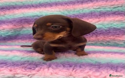 Miniature Dachshund dogs for sale: Miniature Dachshund Boys and Girls From £700 - Image 26