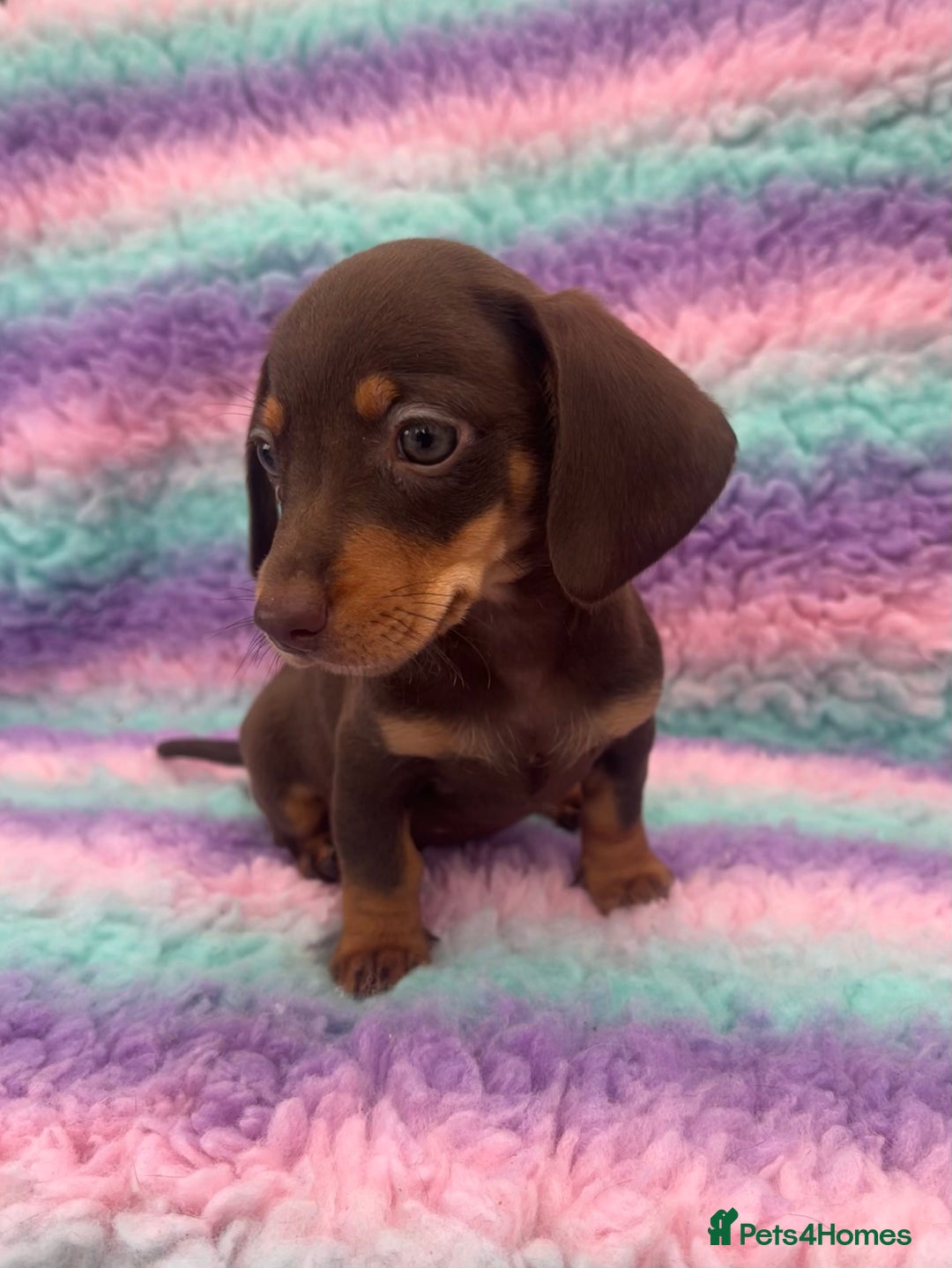 Miniature Dachshund dogs for sale: Miniature Dachshund Boys and Girls From £700 - Image 26