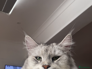 Maine Coon cats Stunning Black Silver Maine Coon Kittens - Advert 15