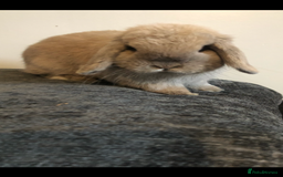 Mini Lop rabbits for sale: Gorgeous Blue Tort Mini Lop RESERVED - Image 5