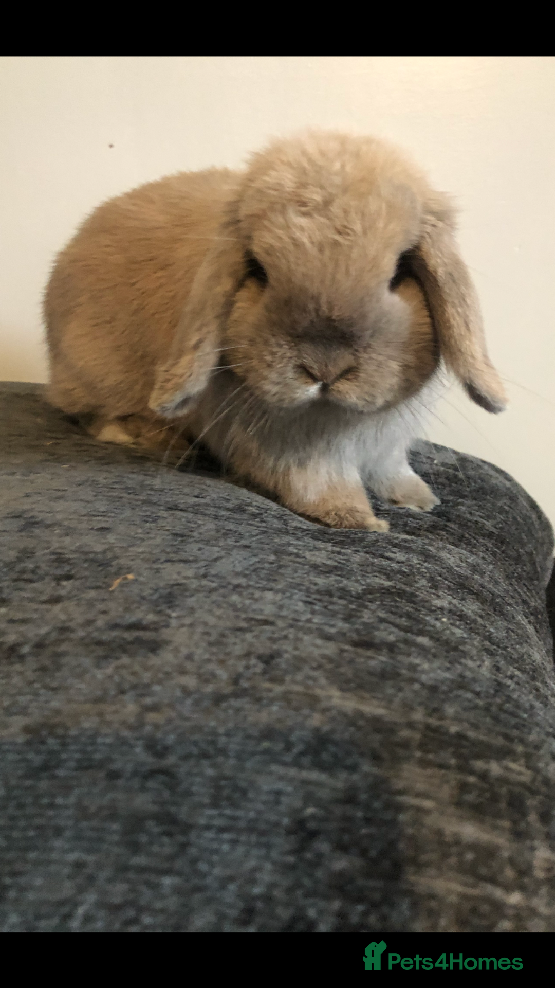 Mini Lop rabbits for sale: Gorgeous Blue Tort Mini Lop RESERVED - Image 5