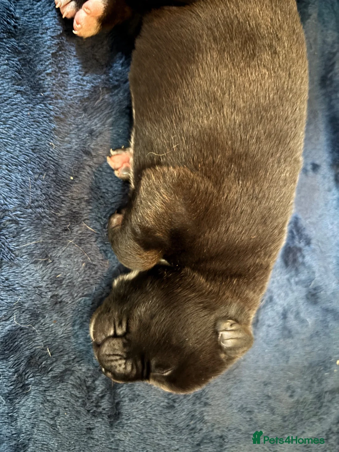 Mixed Breed dogs for sale: American staff x cane corso puppies - Advert 2