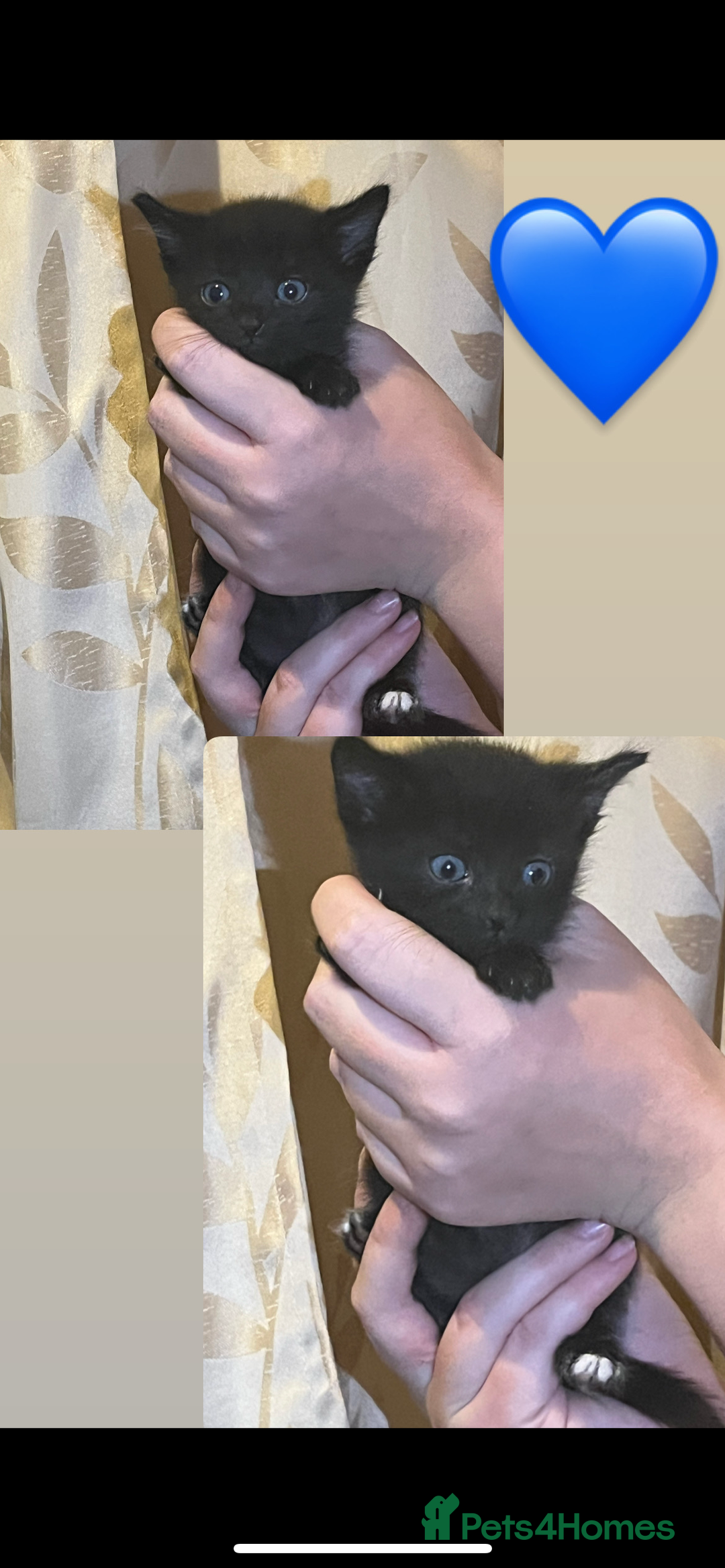 Mixed Breed cats for sale: Gorgeous kittens available  - Image 9