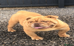 English Bulldog dogs for stud: Fluffy carrier British bulldog stud  - Image 13