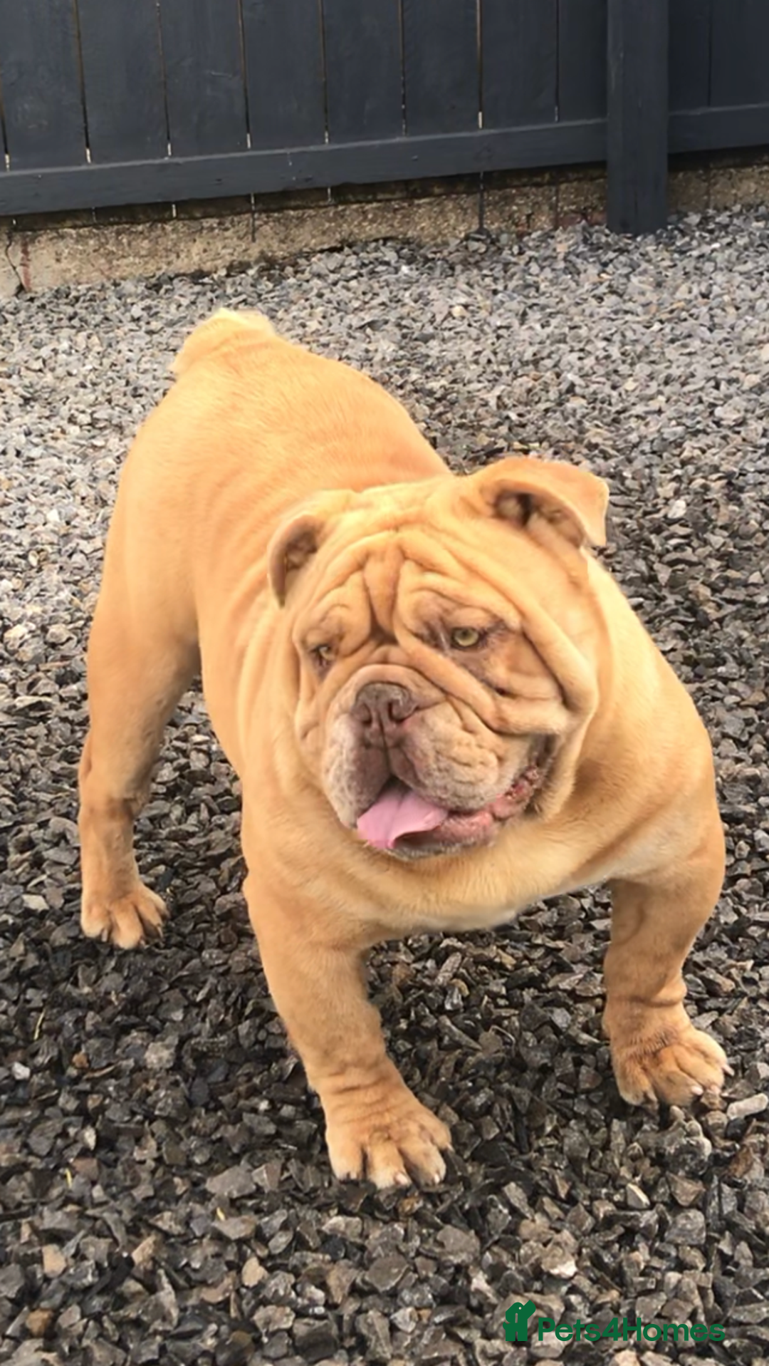 English Bulldog dogs for stud: Fluffy carrier British bulldog stud  - Image 13