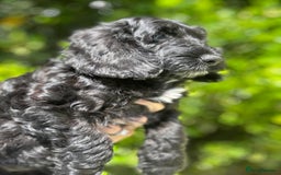 Cockapoo dogs for sale: Ready now black f1 minature show cockapoos  - Image 9