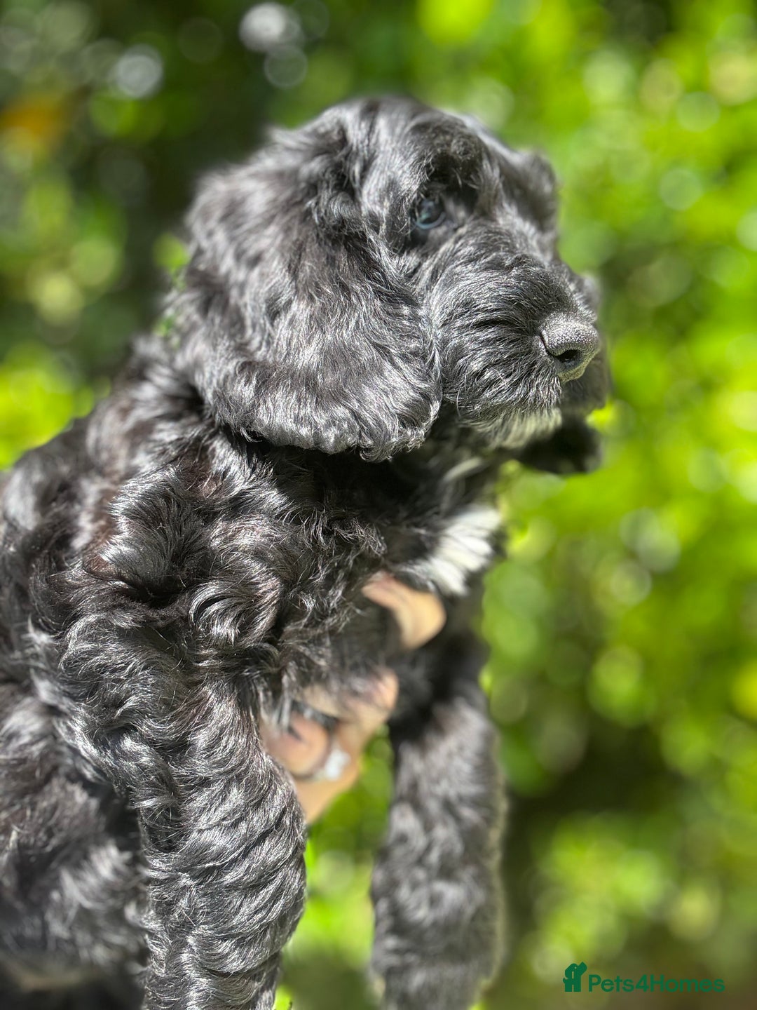 Cockapoo dogs for sale: Ready now black f1 minature show cockapoos  - Image 9
