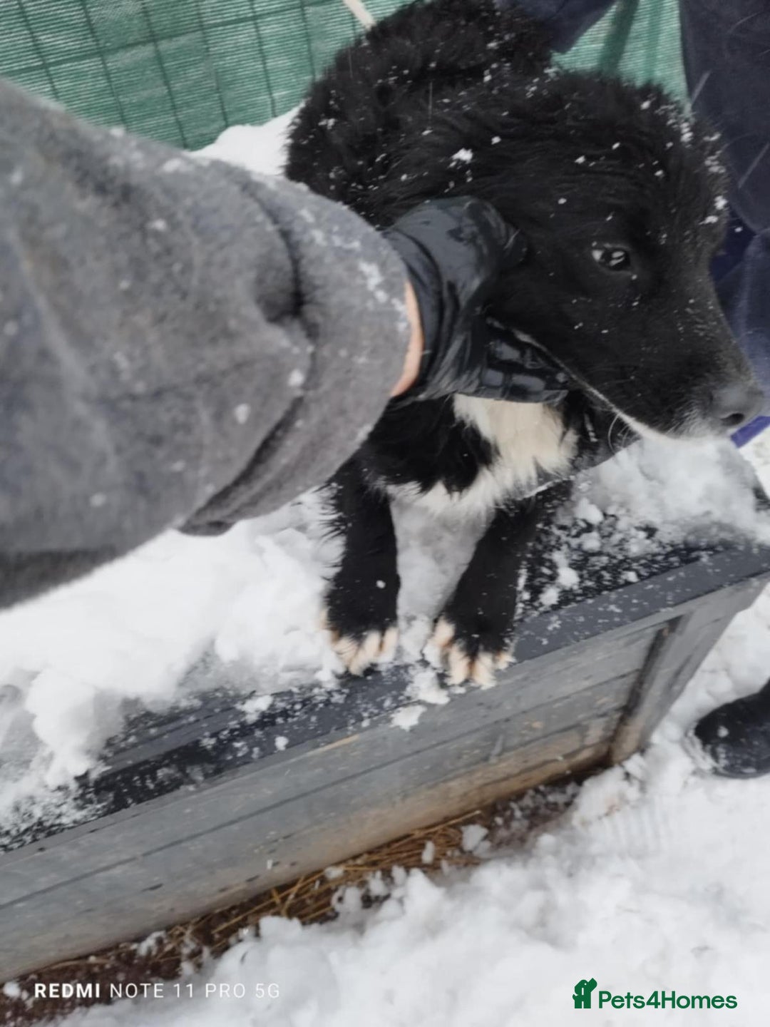 Mixed Breed dogs for adoption: 🖤 Mark 🖤 -  a Superb young Boy for a Loving Home - Advert 5
