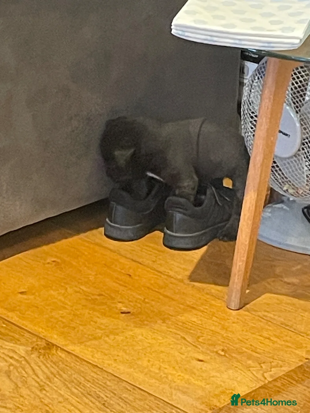 Mixed Breed dogs for sale: Rotty-corso in Saint Leonards-on-sea - Advert 28