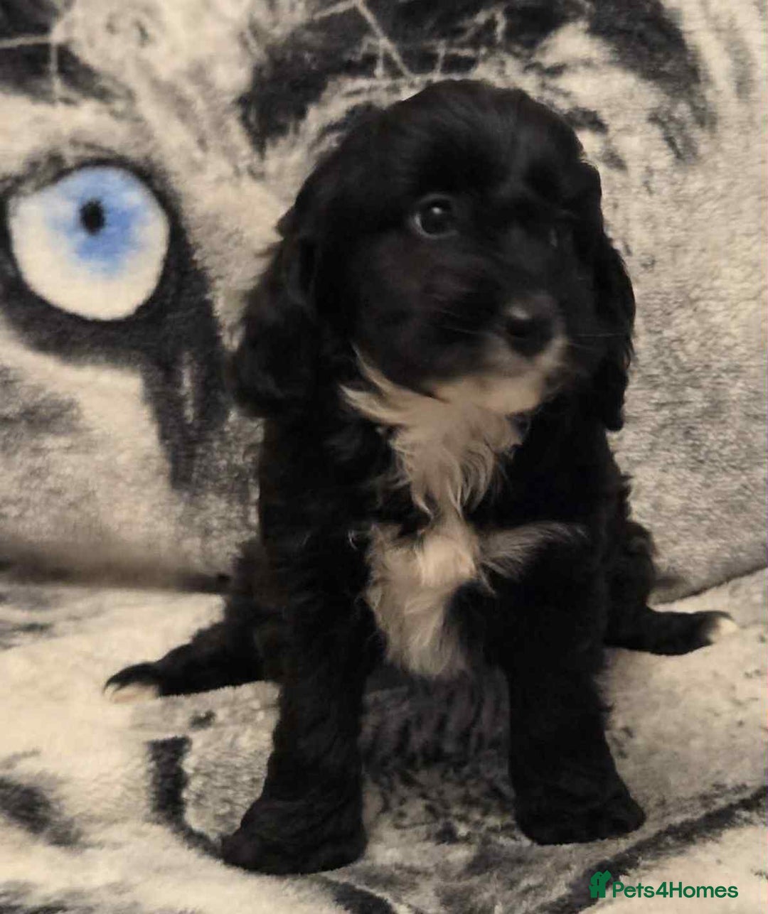 Cockapoo dogs for sale: F1 Merle cockerpoo  - Advert 18