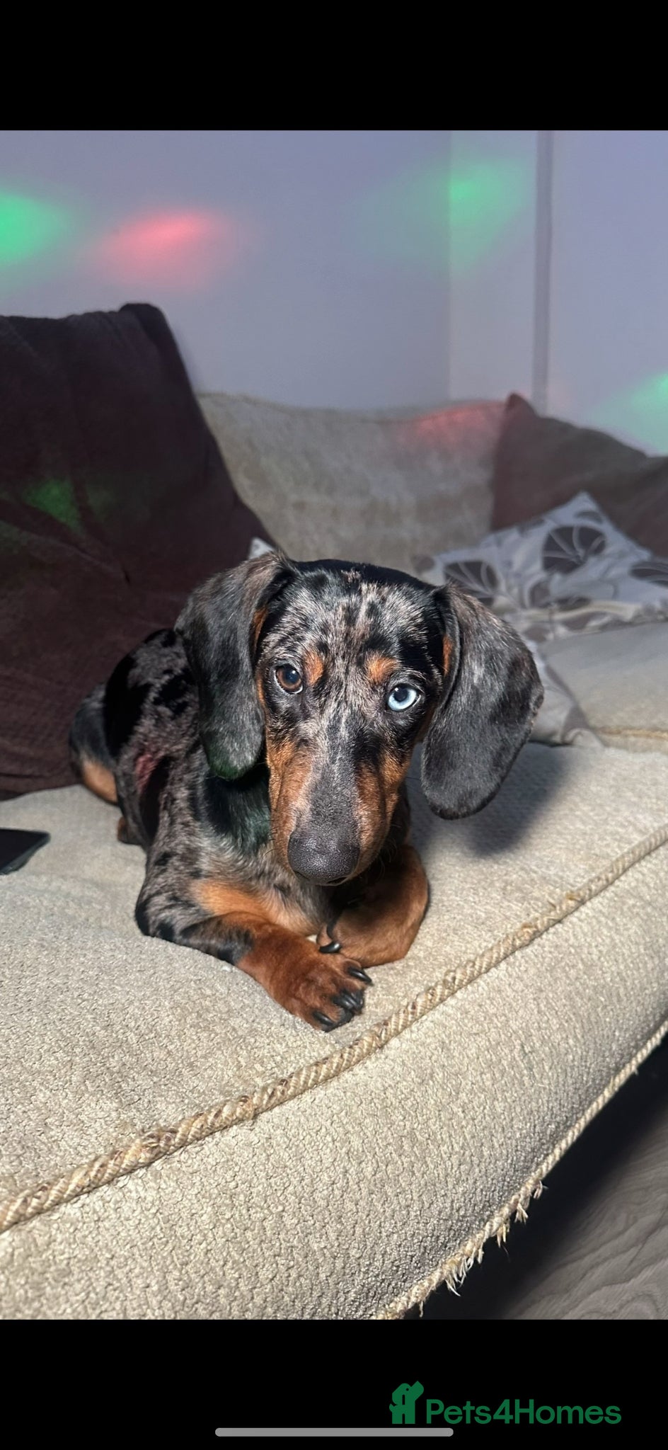 Miniature Dachshund dogs Toffee (Tofik) 1 year old, friendly dachshund - Advert 1
