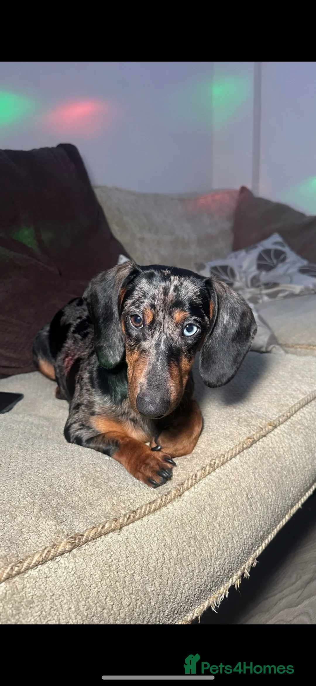 Miniature Dachshund dogs for sale: Toffee (Tofik) 1 year old, friendly dachshund in Manchester - Advert 1