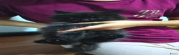 Mixed Breed cats for sale: Kittens  - Advert 4