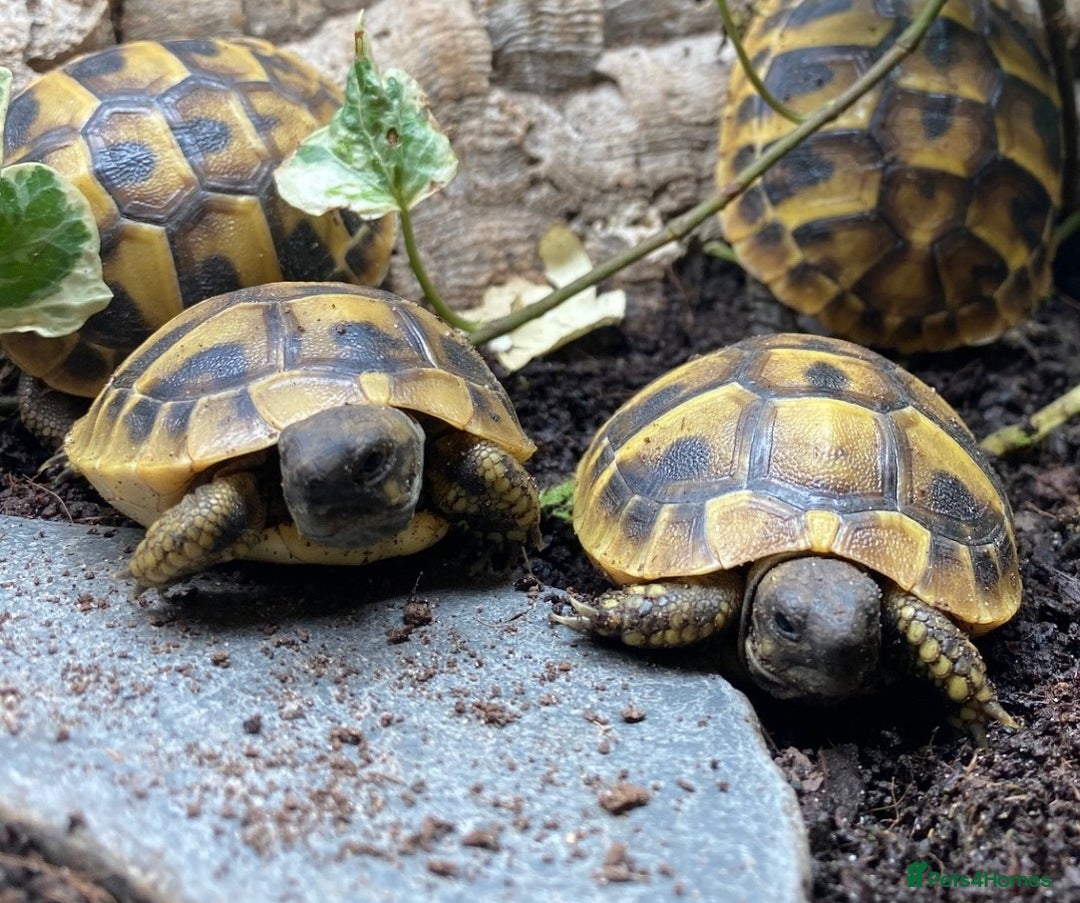 Tortoise reptiles for sale: Hermanns Tortoise (Herman) - Hatchling - Image 5