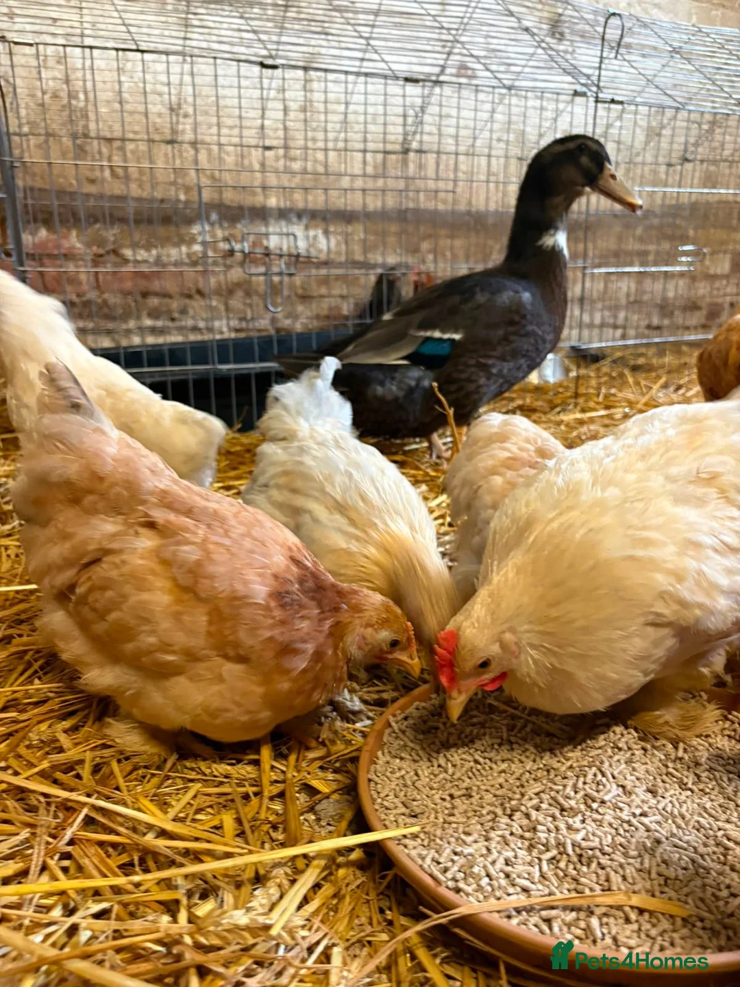 Chickens poultry for sale: Pekin Bantam Chickens - Advert 2