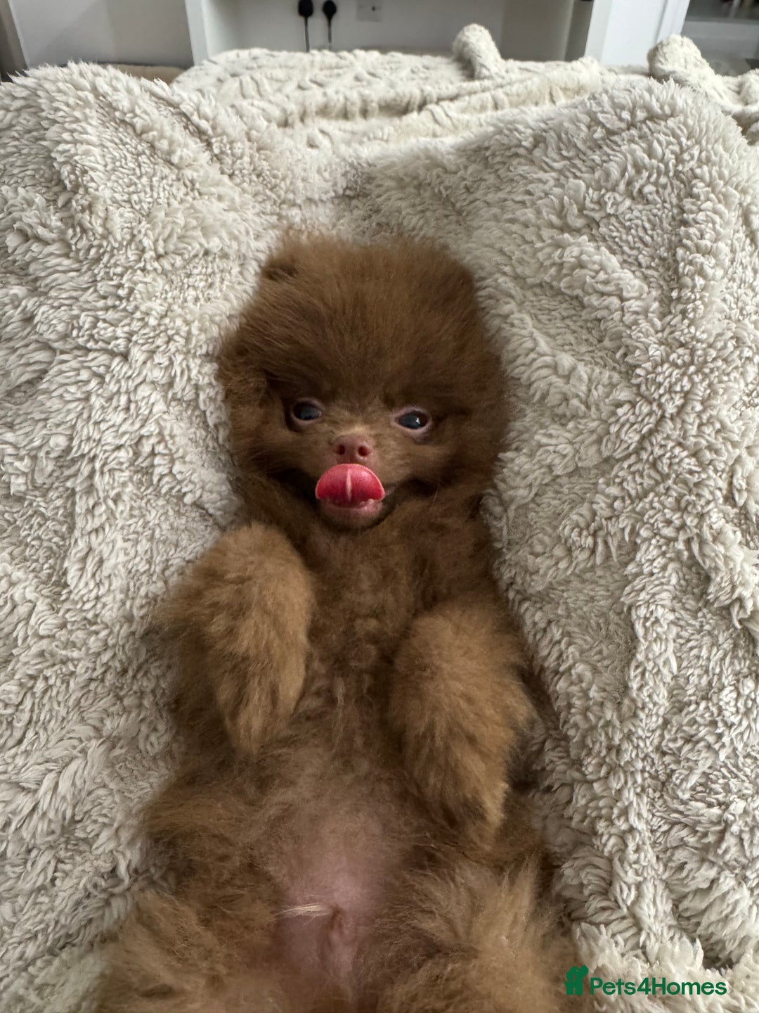 Pomeranian dogs for sale: Bruce the Brown Pomeranian  - Image 4