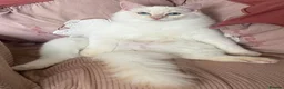 Ragdoll cats for sale: Beautiful ragdolls  - Advert 4