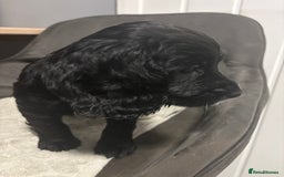 Cocker Spaniel dogs for sale: 3 beautiful working cocker spaniels - Image 5