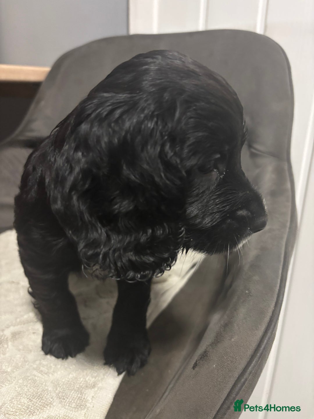 Cocker Spaniel dogs for sale: 3 beautiful working cocker spaniels - Image 5