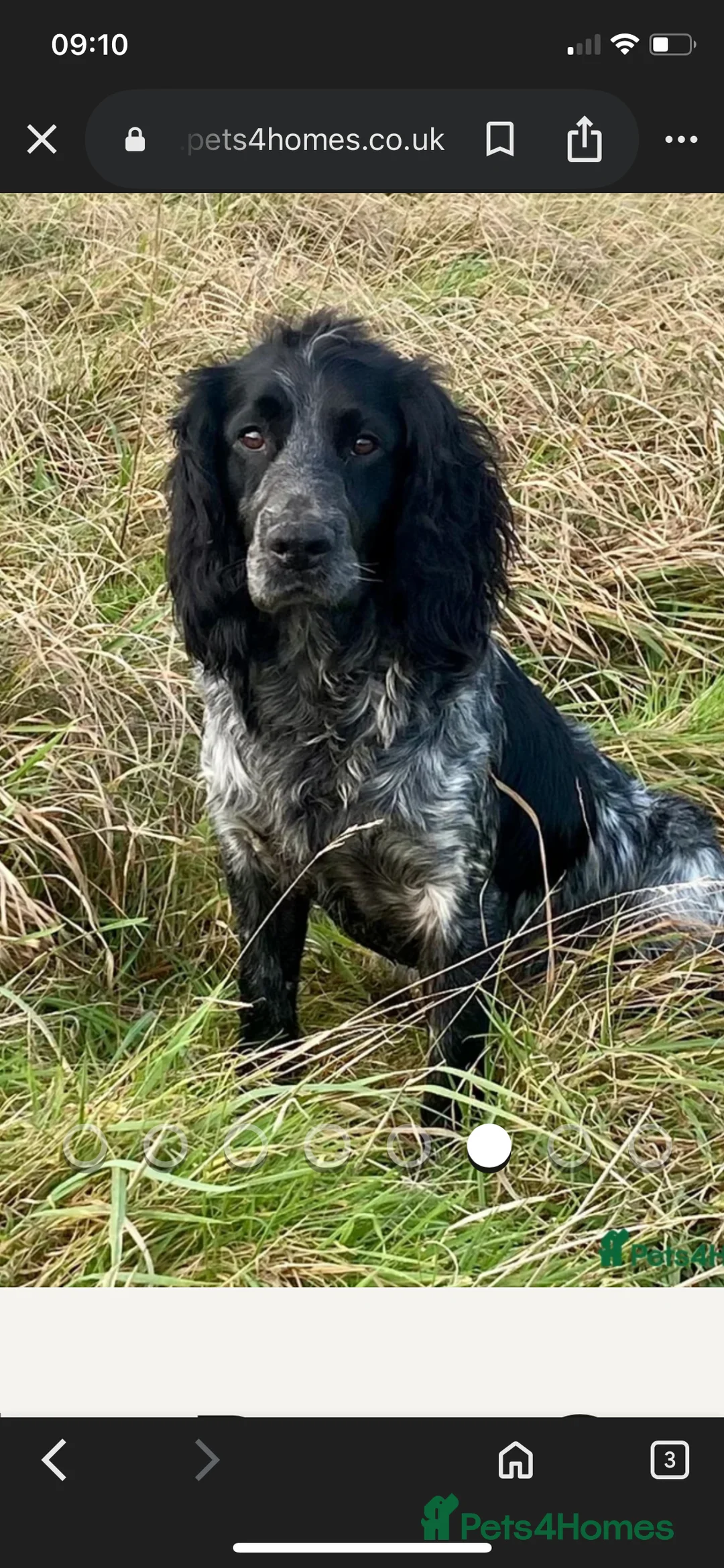 Cocker Spaniel dogs for sale: Working Cocker Puppies - Advert 10