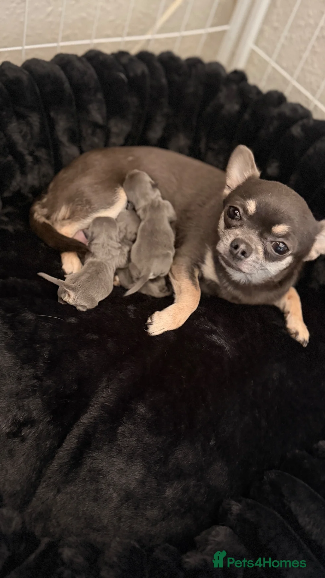 Chihuahua dogs for sale: Chihuahua pups 🩵 - Advert 1