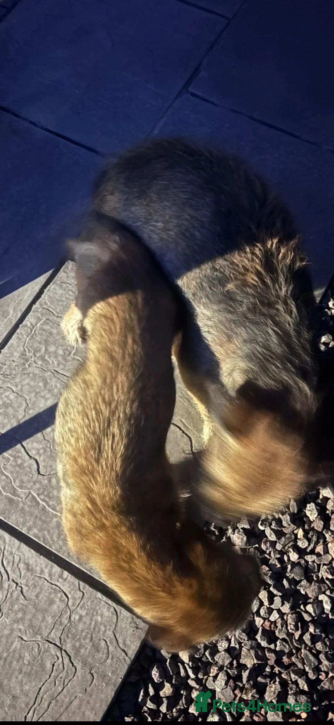 Border Terrier dogs for sale: 3 border terrier pups  - Advert 12