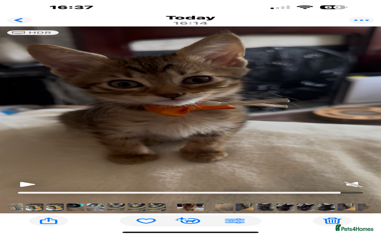 Savannah cats - Advert 1