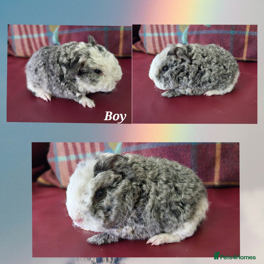 Guinea Pig rodents for sale: Beautiful funky babies - Advert 4
