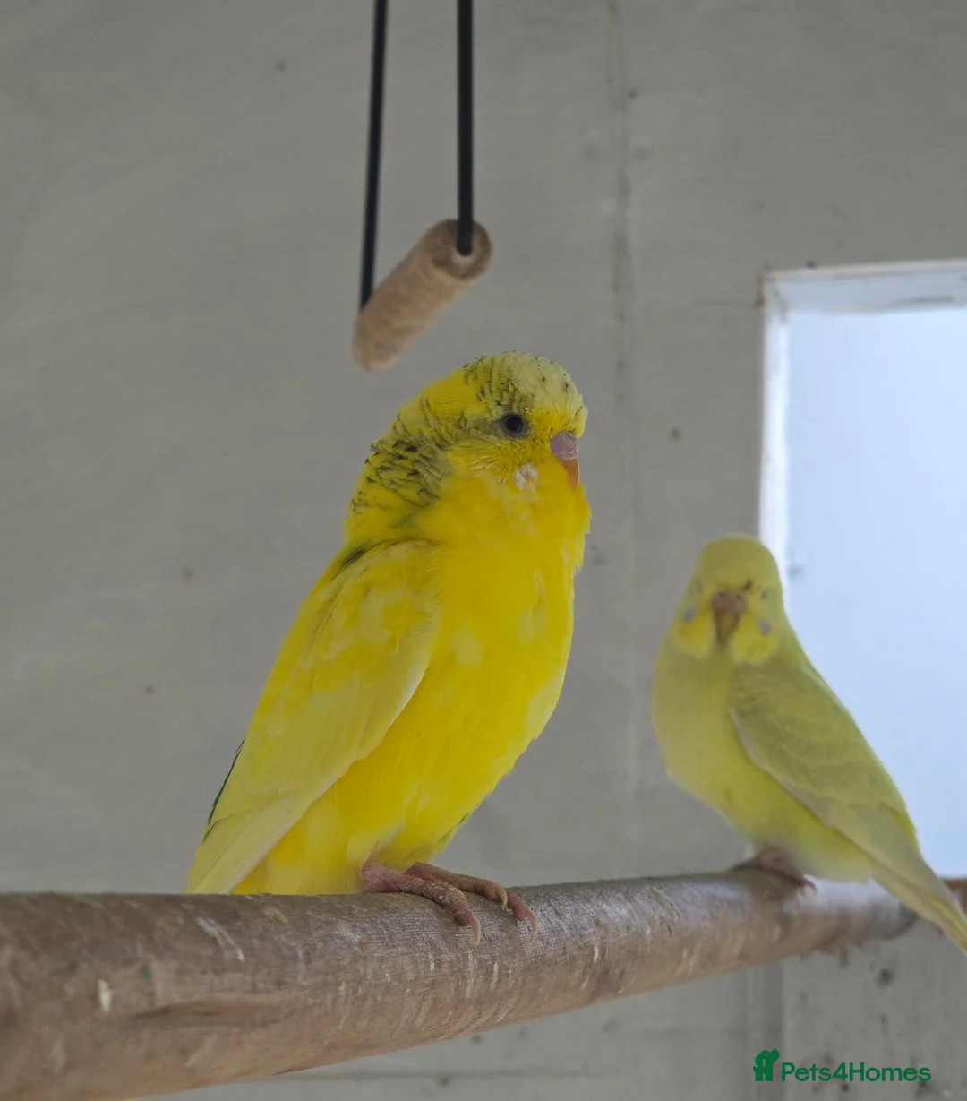 Budgerigars birds for sale: 4 female budgies for sale in Doncaster - Advert 6