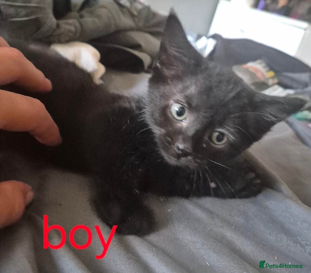 Mixed Breed cats for sale: Adorable kittens  - Image 4