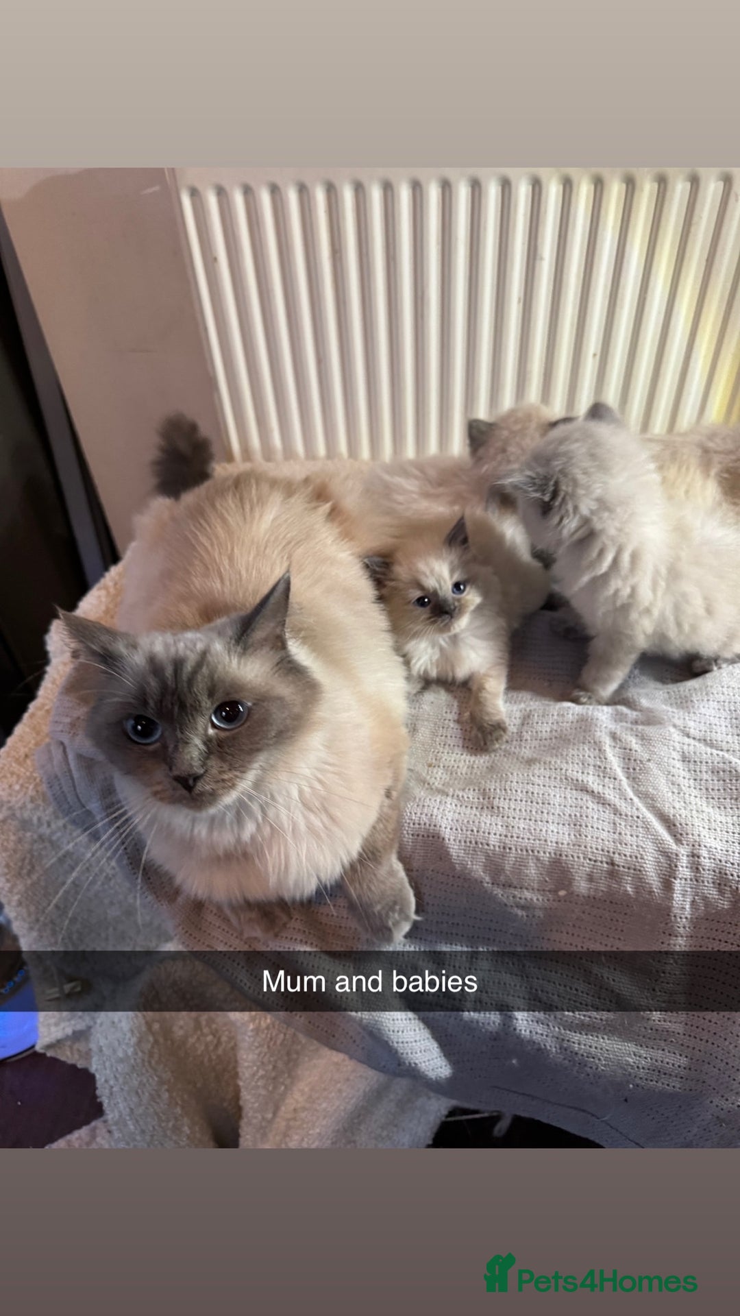 Ragdoll cats for sale: Bluepoint ragdolls  - Image 16
