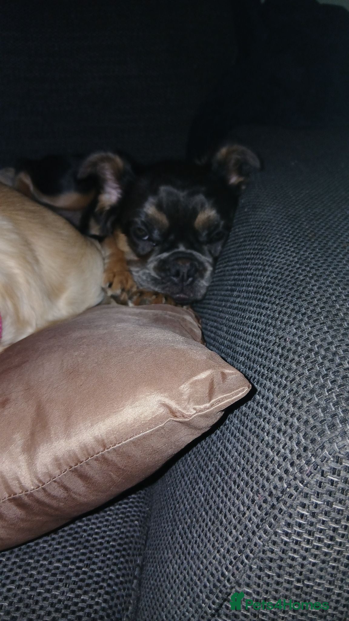 French Bulldog dogs Fluffy French Bulldog. ONLY 1 LEFT - Advert 2