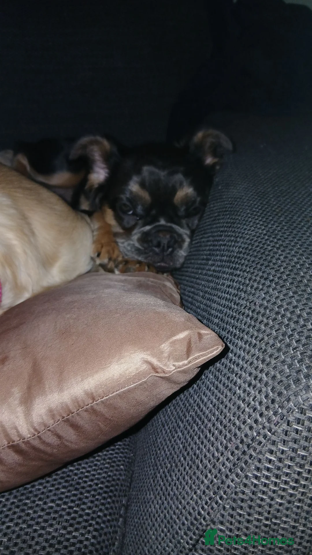 French Bulldog dogs for sale: Fluffy French Bulldog. ONLY 1 LEFT - Advert 2