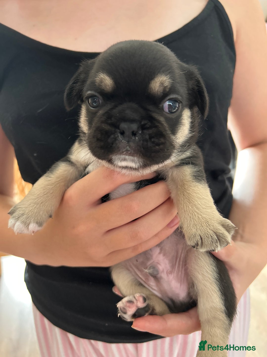 Frug dogs for sale: Gorgeous chunky pups - Image 7