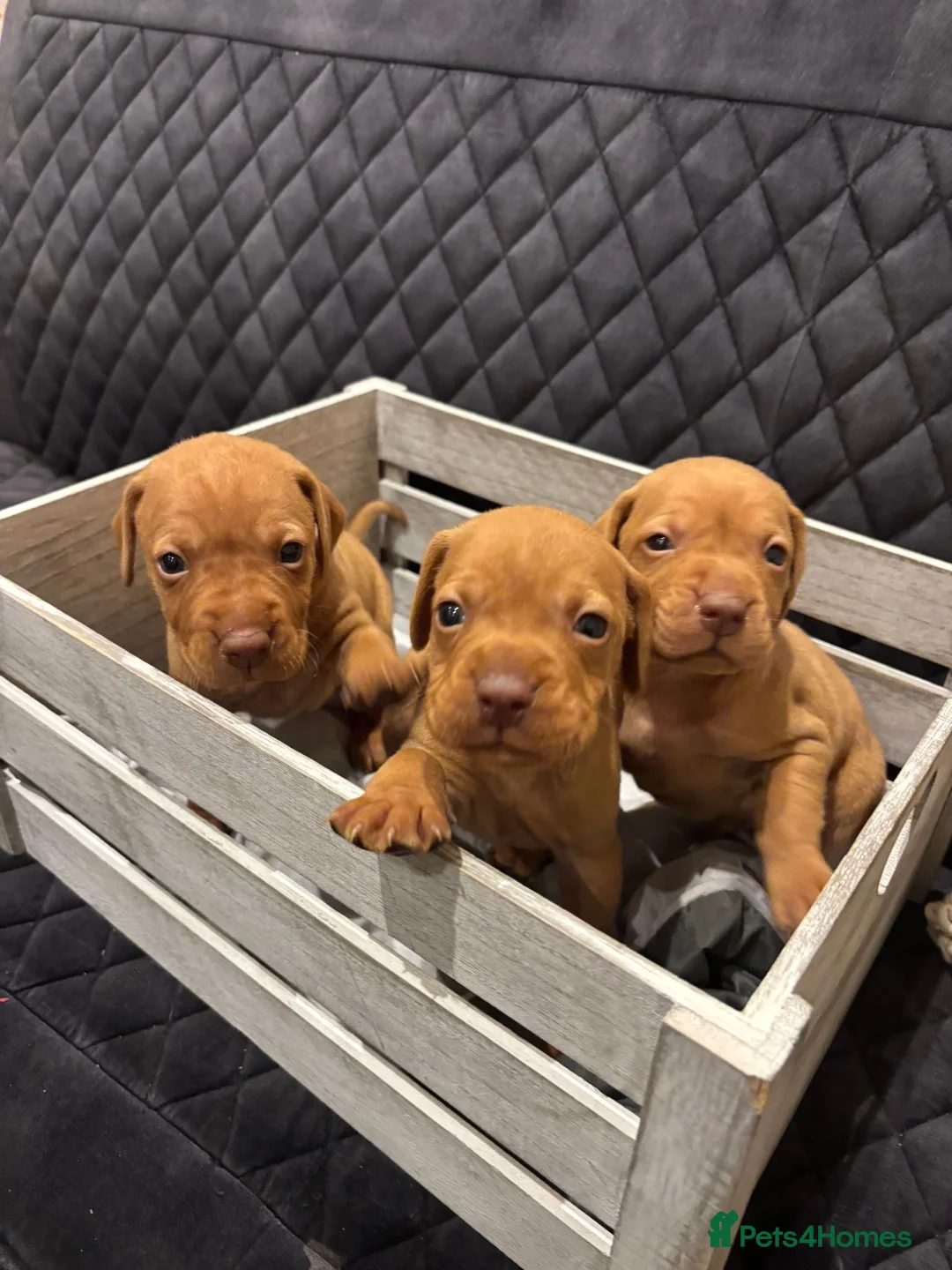 Hungarian Vizsla dogs for sale: Hungarian Vizsla KC Puppies excellent Pedigree - Advert 4