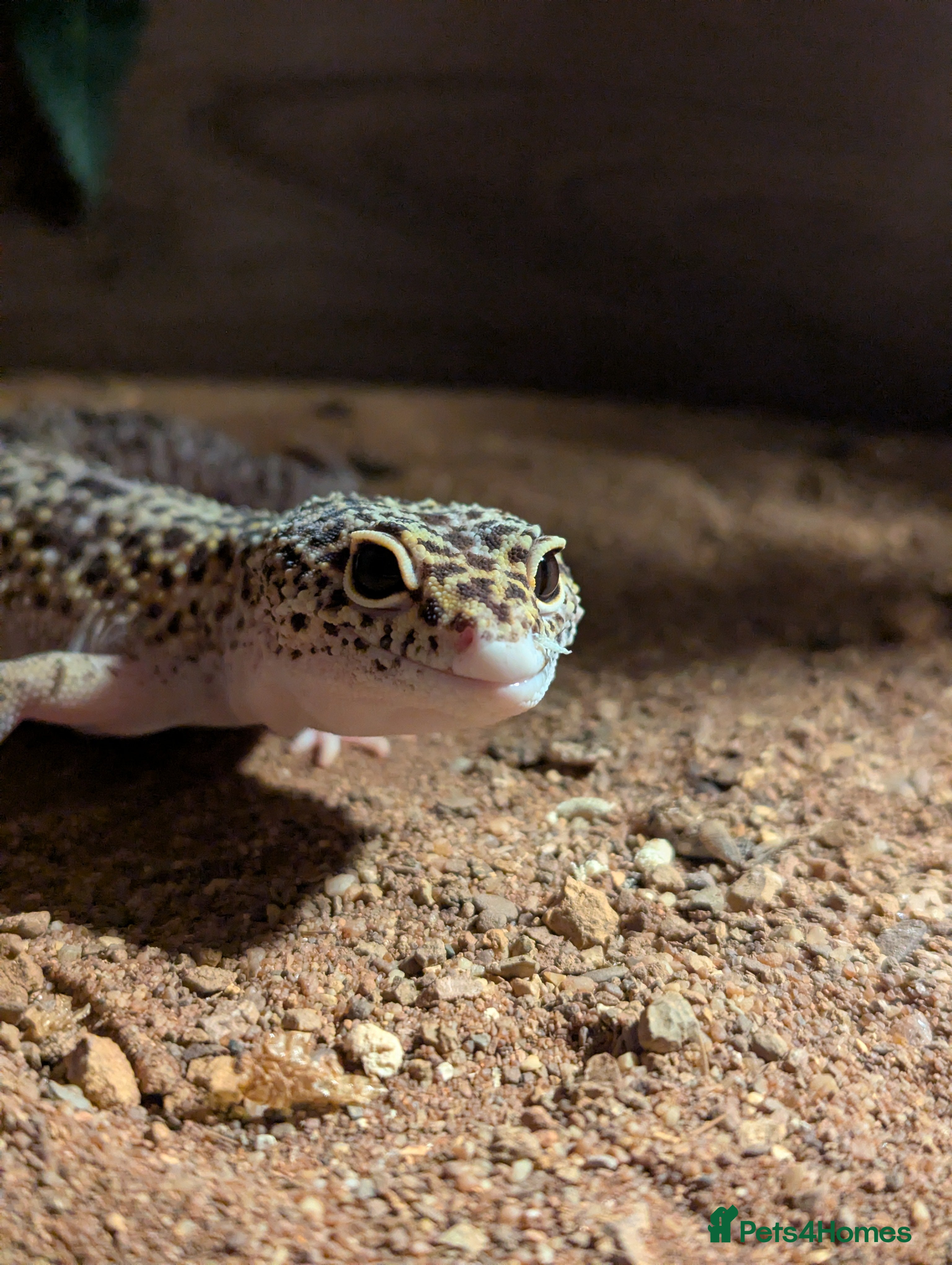 Gecko reptiles Gecko with full set up - Advert 1