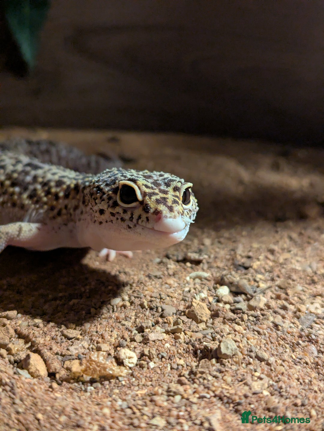 Gecko reptiles for sale: Gecko with full set up - Advert 1