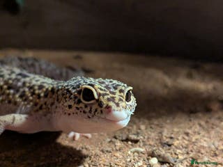 Gecko reptiles Leopard Gecko with full set up - Advert 14