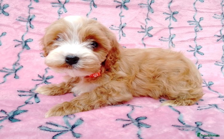Cavapoo dogs - Advert 1