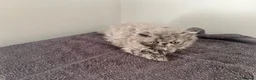 Persian cats for sale: Registered Persian Kittens – Blue & Red - Advert 13