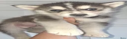 Pomsky dogs for sale: ❤️ G E O R G E O U S POMSKY PUPPIES READY TODAY ❤️ - Advert 24