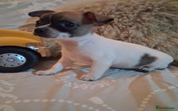 Mixed Breed dogs for sale: Jack russel cross chichuhua puppies Jackawawa - Image 3