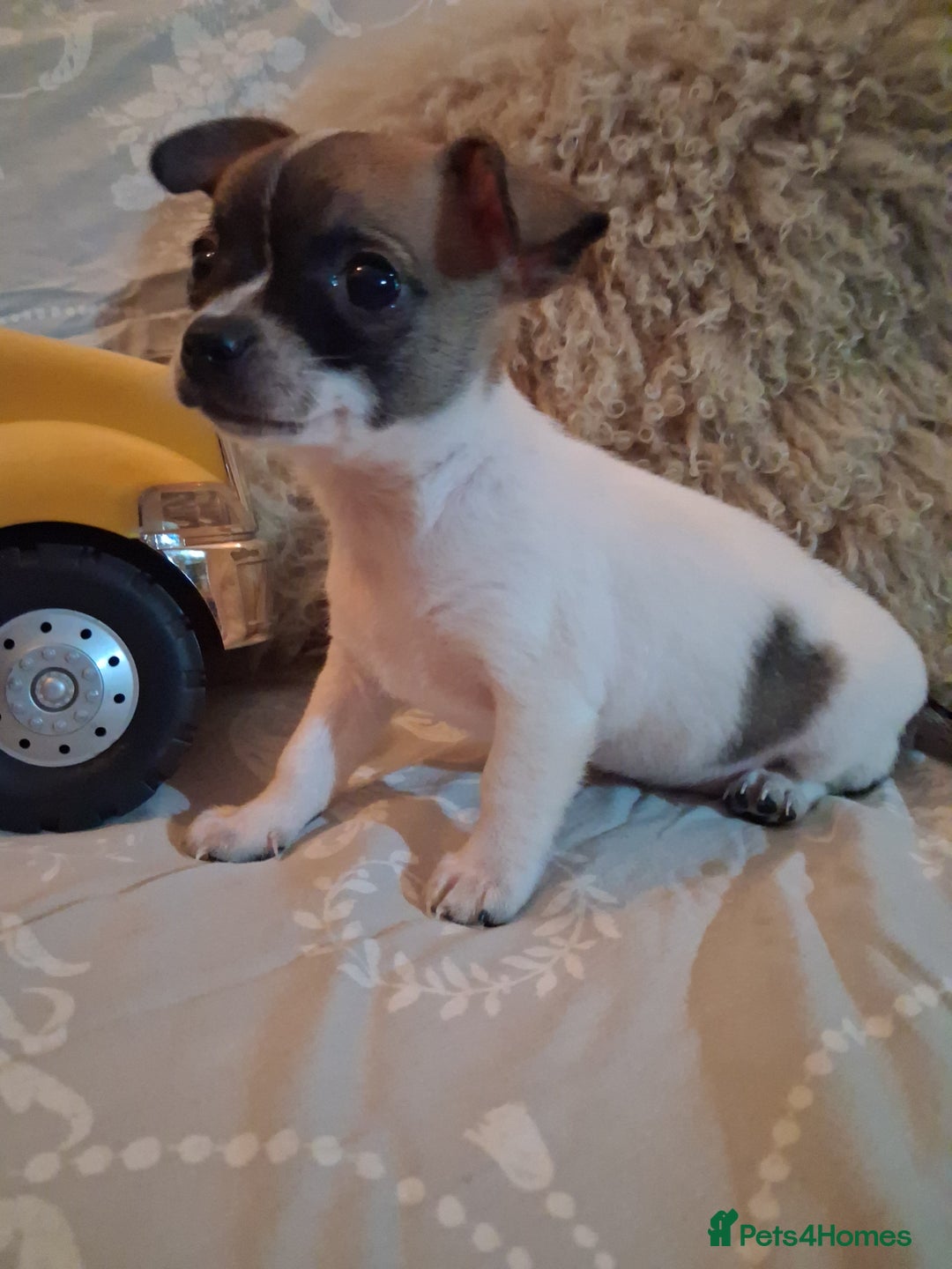Mixed Breed dogs for sale: Jack russel cross chichuhua puppies Jackawawa - Image 3