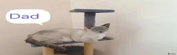 Siamese cats for sale: ❤️❤️❤️ Adorable blue-point Siamese kittens ❤️❤️❤️  - Advert 10