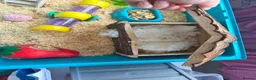 Hamster rodents for sale: Hamster  in Rotherham - Advert 6