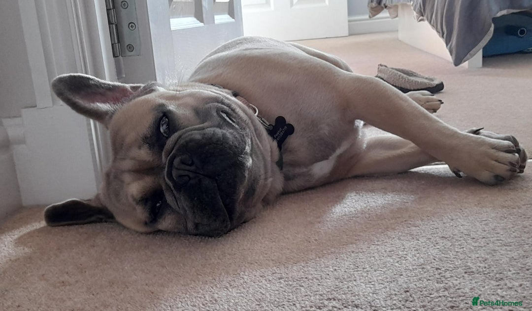 French Bulldog dogs for sale: French Bulldog Purebred KC Reg - Image 4