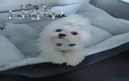 Maltese dogs for stud: ✨Exquisite KC Full Korean Maltese Stud DNA Clear ✨ - Image 9